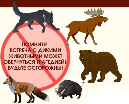 Памятка «Правила поведения при встрече с дикими животными»
