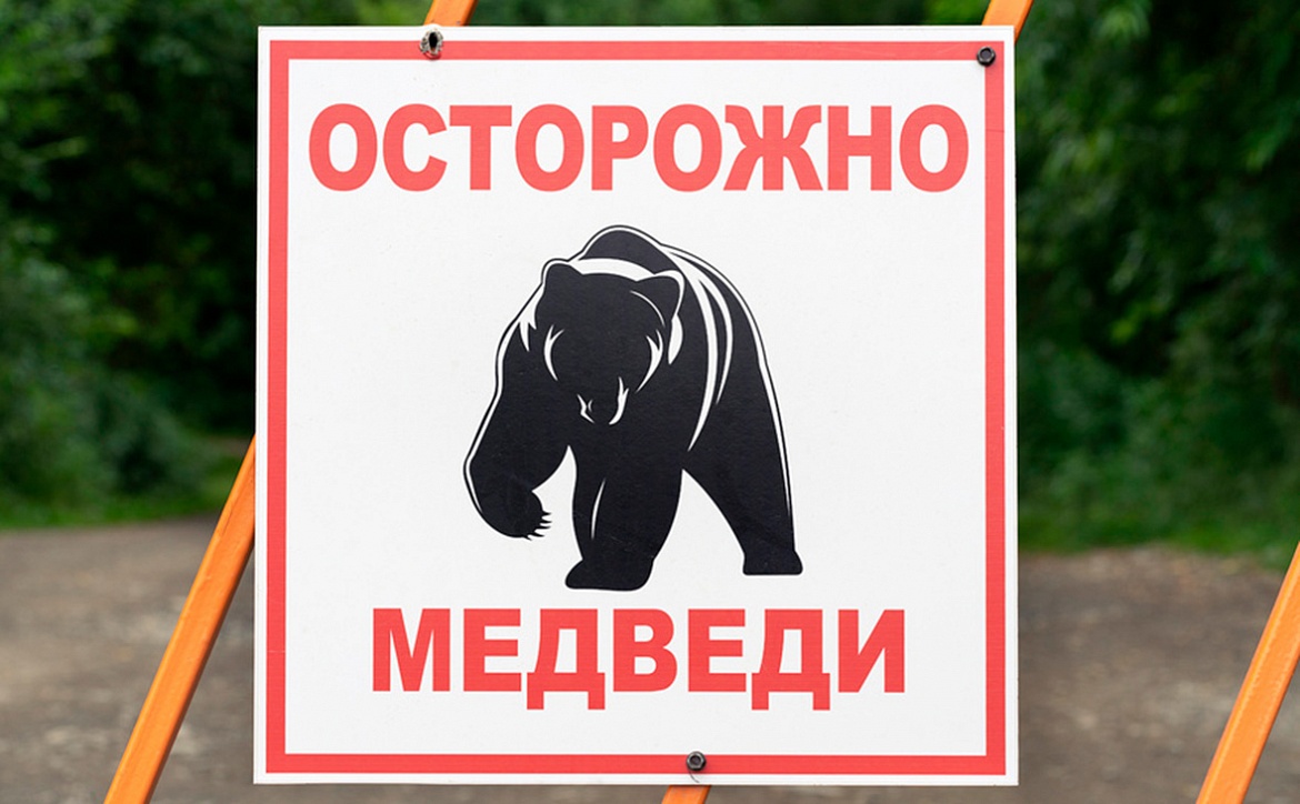 Осторожно, медведи!