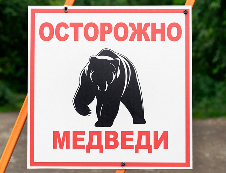 Осторожно, медведи!