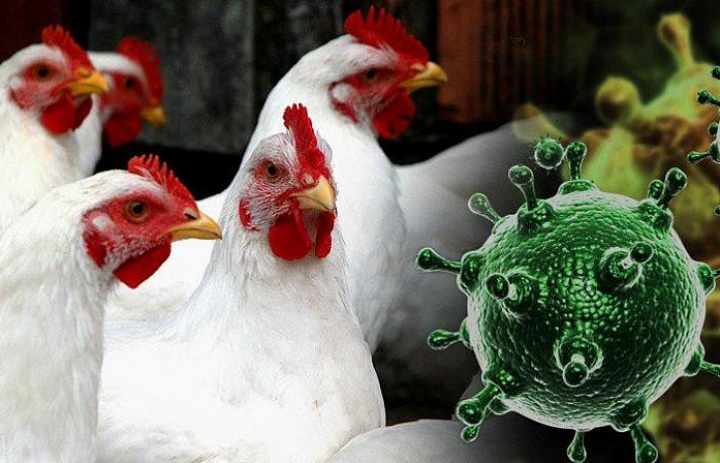 Памятка по профилактике вируса гриппа птиц